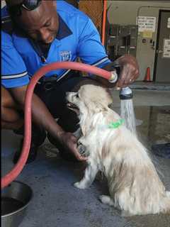Know Them? Peekskill Police Look To Reunite Lost Dogs With Owner(s)