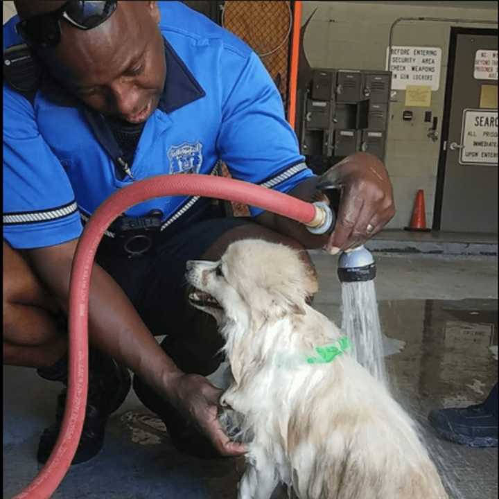 The City of Peekskill Police Department is asking the public&#x27;s help in finding the owner or owners of two loose dogs.