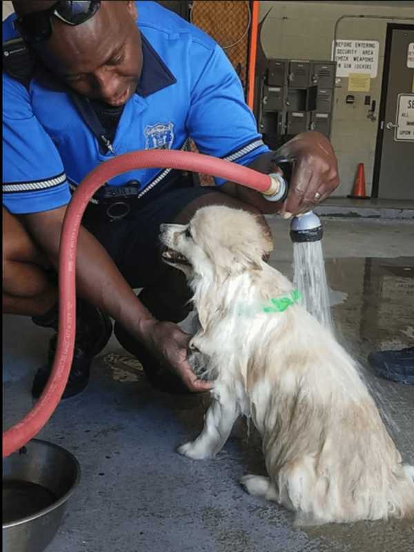Know Them? Peekskill Police Look To Reunite Lost Dogs With Owner(s)