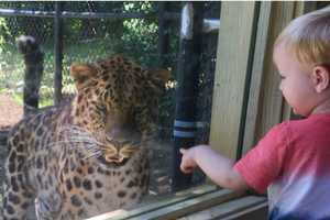 Purr-fect View: Beardsley Zoo Opens Viewing Area For Rare Amur Leopards