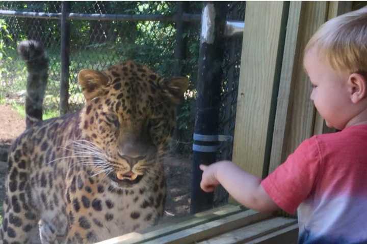 Purr-fect View: Beardsley Zoo Opens Viewing Area For Rare Amur Leopards
