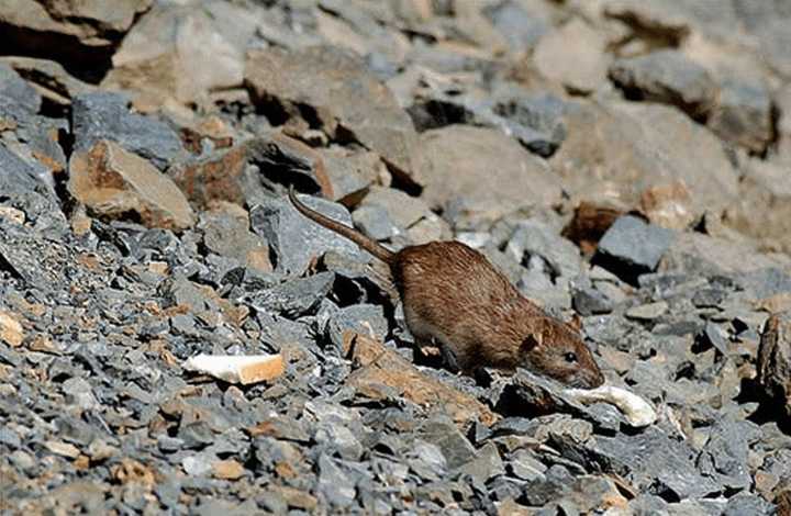 Rats have reportedly been on the loose in some Yonkers neighborhoods.