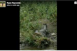 An Alligator In NY? Yep, Reports Of Sightings Lead To Its Capture Upstate