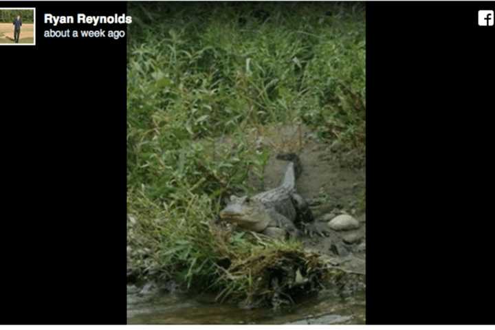 An Alligator In NY? Yep, Reports Of Sightings Lead To Its Capture Upstate