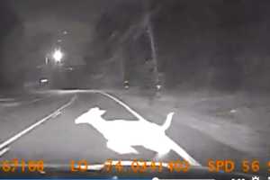 Video: Ramapo Police Cruiser On Emergency Call Hits Deer