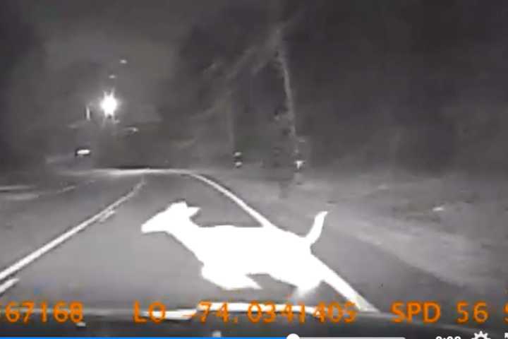 Video: Ramapo Police Cruiser On Emergency Call Hits Deer