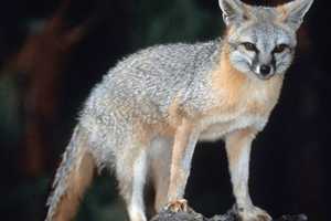 Fox Attack On Person, Dogs Tops Northern Westchester News