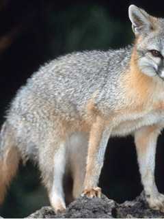 Rabid Fox Attacks Person, Two Dogs In North Salem