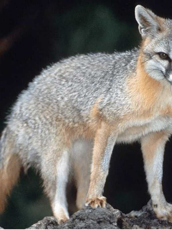 Rabid Fox Attacks Person, Two Dogs In North Salem