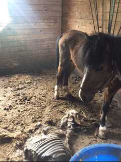 Bail Set For Goshen Farmer Accused Of Starving Horses