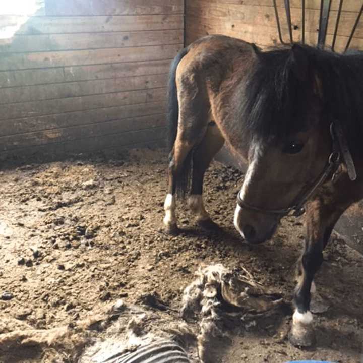 Hudson Valley SPCA officials found 11 dead horses at an Orange County farm.