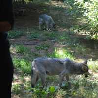 <p>A pair of Mexican gray wolves snacks outside the wolf observation center at Beardsley Zoo in Bridgeport.</p>