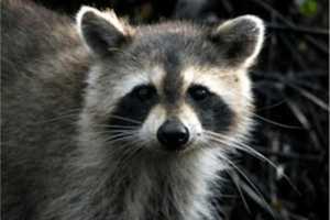 Rabid Raccoon Found In Parsippany