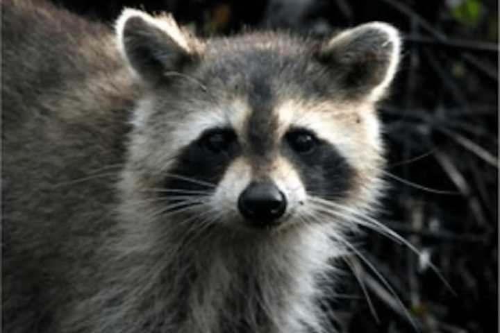 Rabid Raccoon Captured In Dutchess County