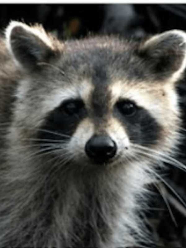 Alert Issued After Rabid Raccoon Found At Putnam Plaza Shopping Center