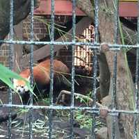 <p>Rochan the red panda beats the heat Tuesday at Beardsley Zoo.</p>