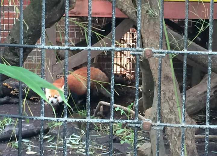 Rochan the red panda beats the heat Tuesday at Beardsley Zoo.