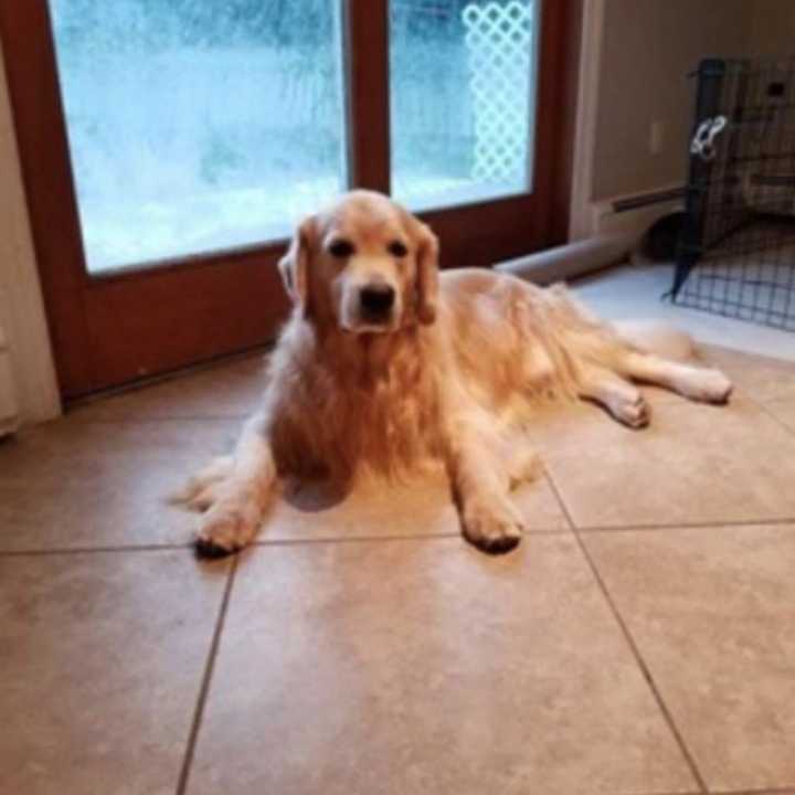 A Golden Retriever is lost in the Mahwah/Franklin Lakes area.