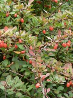 Invasive Shrub Linked To Rising Rates Of Ticks, Lyme Disease In Connecticut