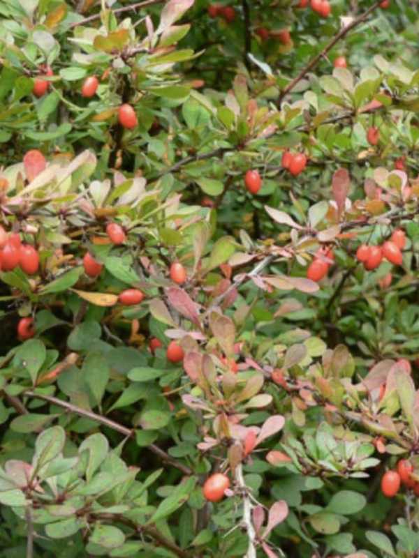 Invasive Shrub Linked To Rising Rates Of Ticks, Lyme Disease In Connecticut