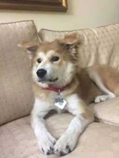Seen Her? Matilda Was Lost Near Brooklawn Country Club In Fairfield