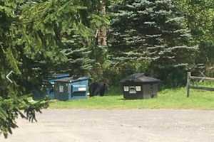 Mahopac Woman Spots Bear At Steakhouse