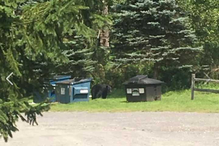 Woman Spots Bear At Amenia Steakhouse