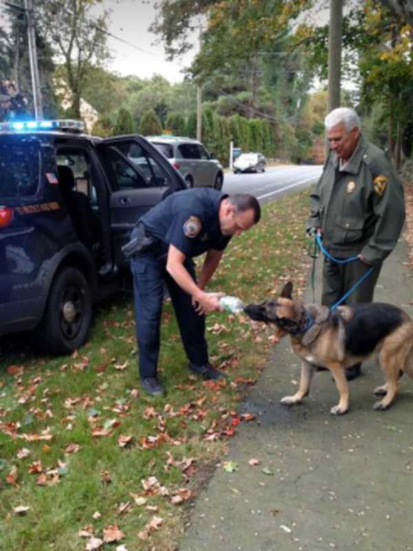 Lost Dog Reunited With Owner In Westport