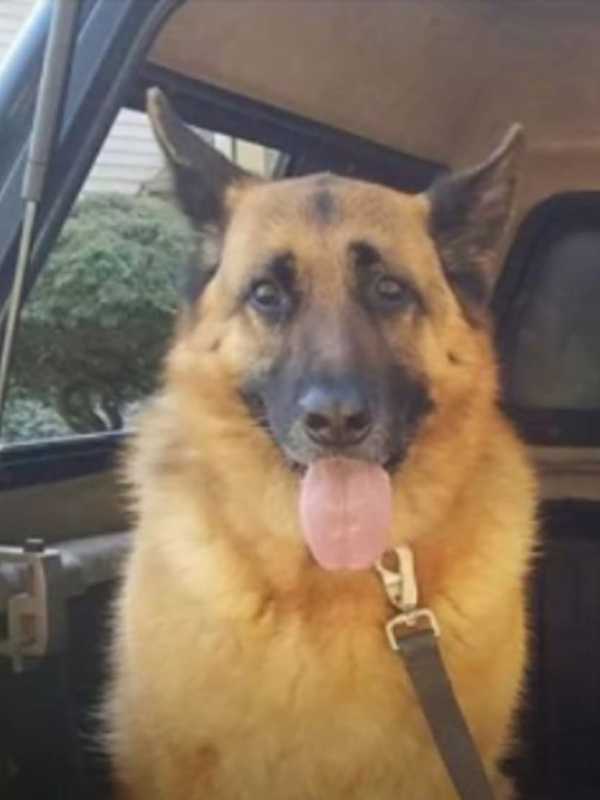 Have You Seen This Dog? Lucy Is Lost In Monroe
