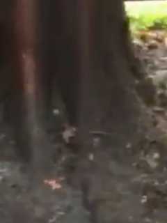 Westport Tree Hit By Live Wire Burns For 10 Hours