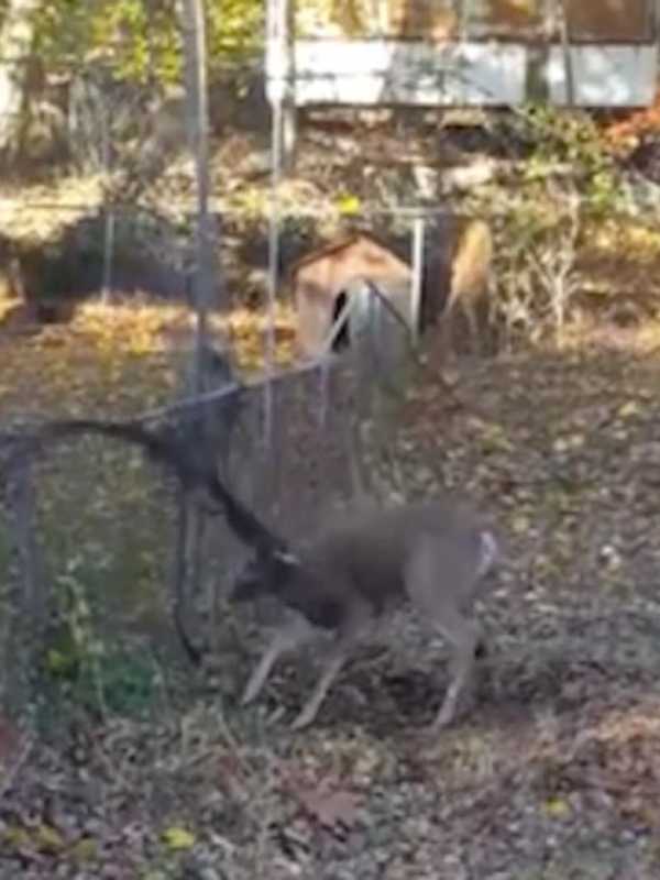 Oh, Deer: Buck Rescued From Soccer Net In Clarkstown