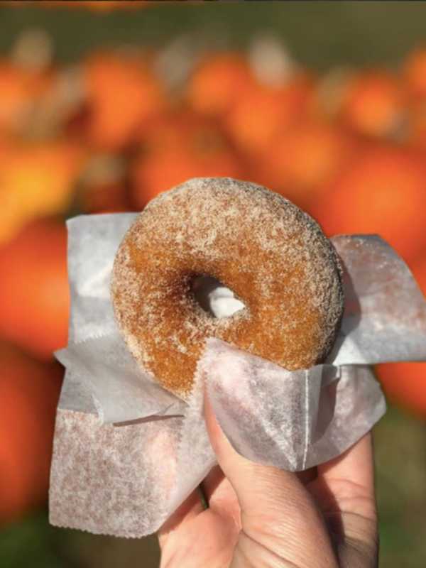 National Apple Cider Day = Apple Cider Doughnuts From A Westchester Farm