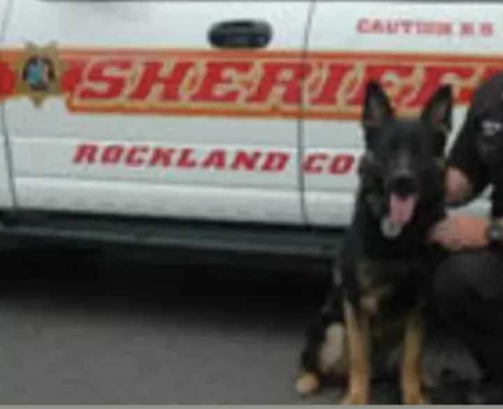 A German Shepherd K-9 in the Rockland County Sheriff&#x27;s Department.