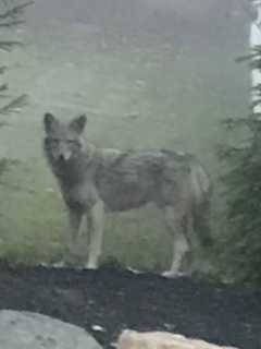 That's Wild: Coywolf Spotted In Congers