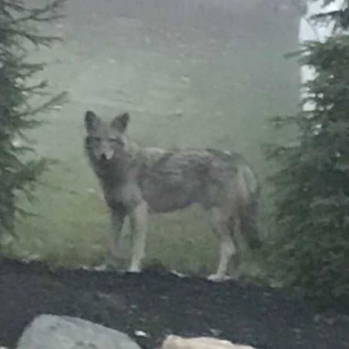 This coywolf, a canid hybrid descended from coyotes and gray wolves, was seen and photographed Monday morning in Congers, Clarkstown Police said.