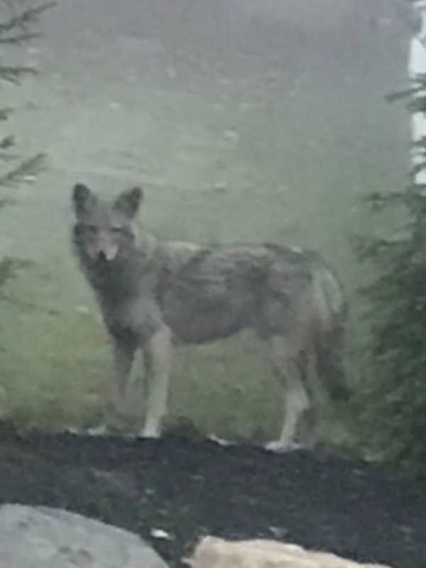 That's Wild: Coywolf Spotted In Congers