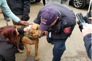 Missing State Police K9 Texas Found Healthy & Safe In Ridgefield