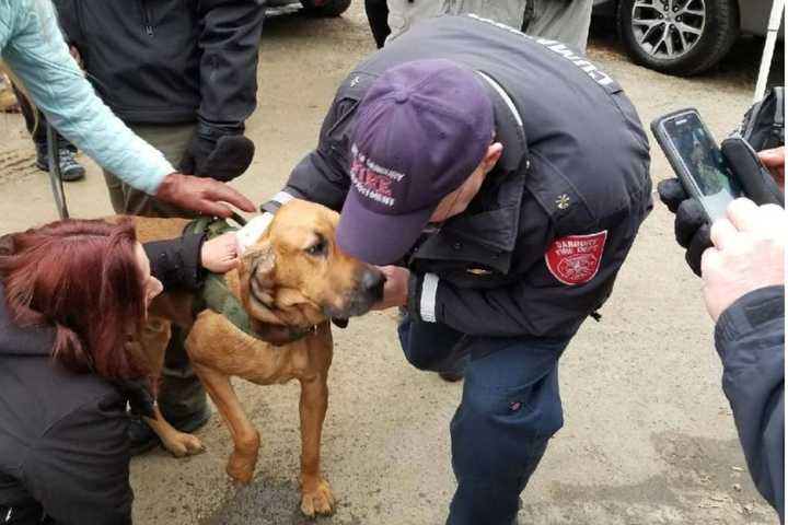 Missing State Police K9 Texas Found Healthy & Safe In Ridgefield