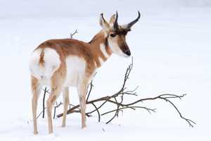 Frigid Temps Force Beardsley Zoo To Close