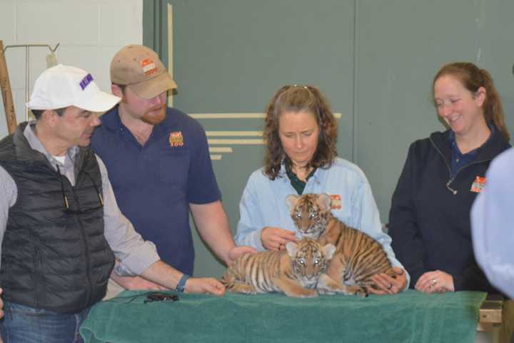 Amur Tiger Twins Meet The Press At Bridgeport's Beardsley Zoo