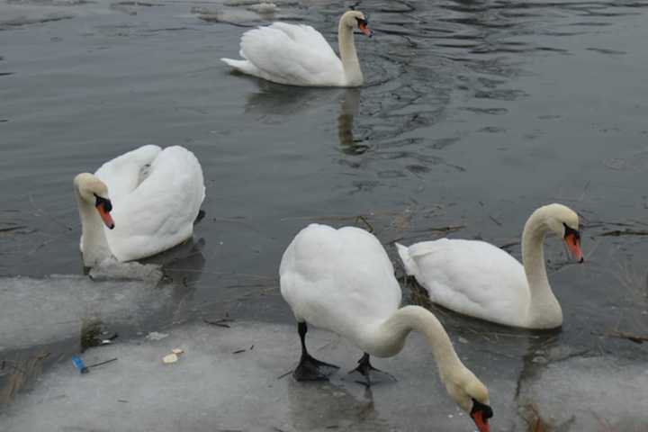 Swans Secure Safe Harbor In Bridgeport During Light Rain Shower