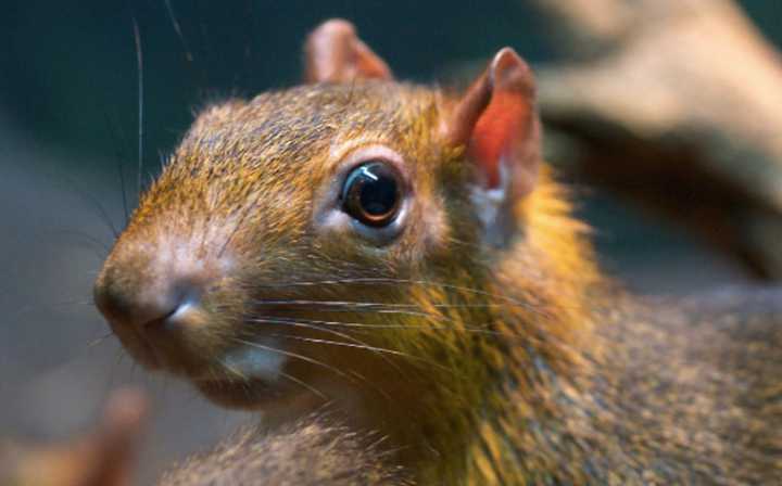 A red-rumped agouti bit a toddler&#x27;s finger at Beardsley Zoo Sunday.