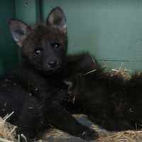 <p>Wolf pups born Dec. 27 at Beardsley Zoo in Bridgeport.</p>