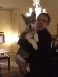 New Dog Making A Mess Of Things In Governor's Mansion, Cuomo Says