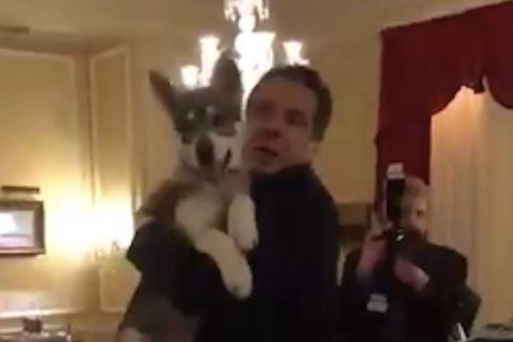 Where's Captain? Speculation Swirls Cuomo Left His Dog Behind When He Exited Executive Mansion