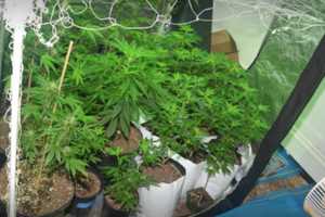 Elaborate Marijuana Grow Operation Busted In Westport