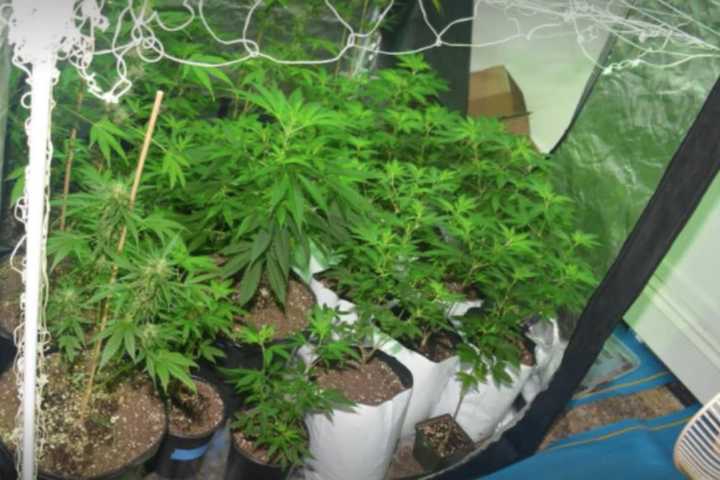 Elaborate Marijuana Grow Operation Busted In Westport