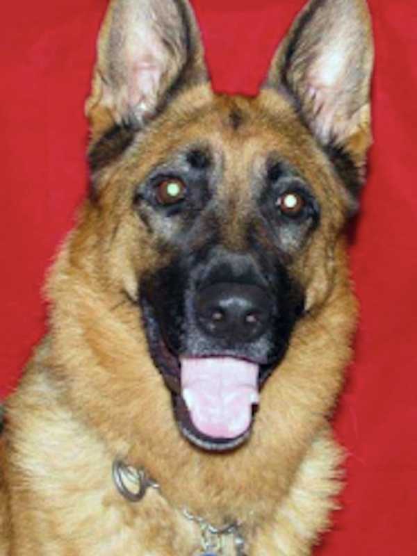 Putnam Sheriff's Office Mourns Death Of Duncan, Retired K9 Officer