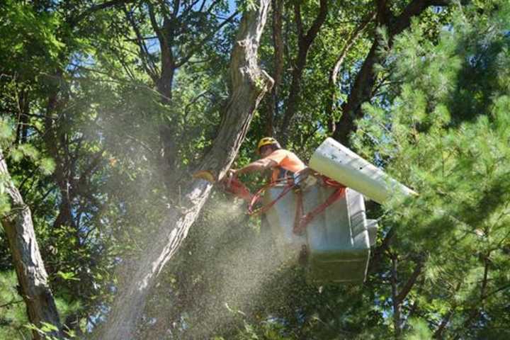 Eversource Launches $80M Tree Trimming Project