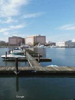 Drowned, Tortured Dog Found In Stamford Marina